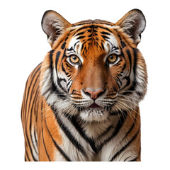 Fototapeta premium Fierce Bengal Tiger Staring with Intense Eyes