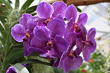 Lila Blume