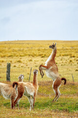 Guanacos in Fireland, Chile