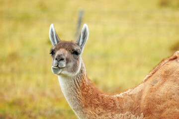 Portrait or a Guanaco in Fireland, Chile
