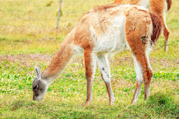 Guanacos in Fireland, Chile