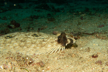 A Philippine Flounder, this flatfish an change color and texture to blend in with the ocean floor. The meet is good for cooking