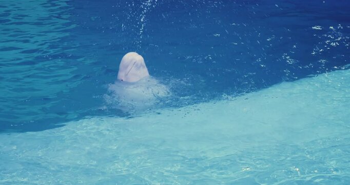 A playful beluga whale emerges from the blue waters of the pool, creating splashing waves and demonstrating breathtaking aquatic movements with marine elegance. Show in the oceanarium.