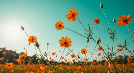 Vibrant Orange Cosmos Flowers Field Under a Sunny Sky Blooming in Summer