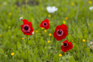 field with summer flowers, green grass and red pops