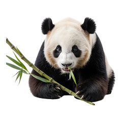 Fototapeta premium Adorable Giant Panda Holding a Bamboo Shoot