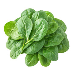 Fresh Spinach Leaves Isolated on Transparent Background for Design