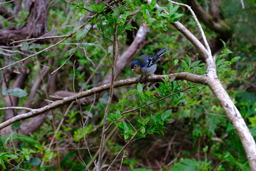 bird on a branch