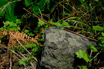 moss on the ground