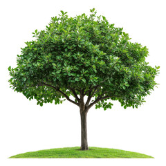 Green Tree Isolated on Transparent Background for Graphic Use