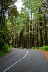Fototapeta premium road in the forest
