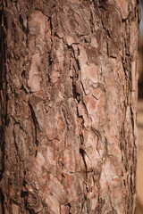 tree bark texture