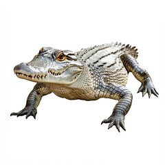 Naklejka premium Photo of Freshwater crocodile isolated on white background