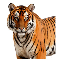 Obraz premium Bengal tiger staring forward intensely