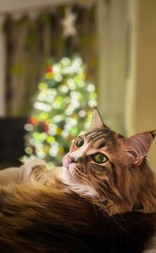 Katze zu Weihnachten 