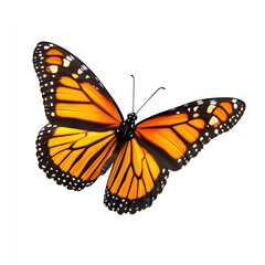 Obraz premium Photo of Monarch Butterfly isolated on white background