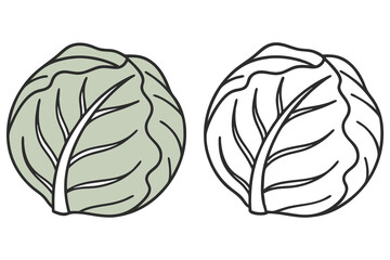 Fresh Cabbage Heads Pair; Green Colored and Outline Version on White Backdrop