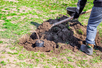 Fototapeta premium Planting fruit trees in the garden in spring. The gardener buries a seedling in a dug hole