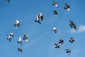 Flock of pigeons soars in the blue sky