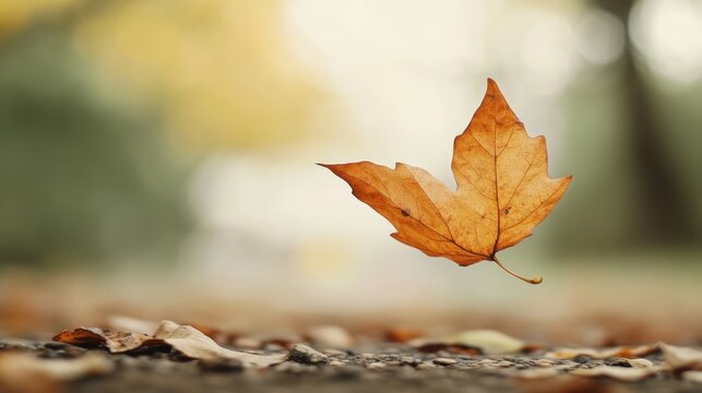 Falling maple leaf embodies autumn's golden hues