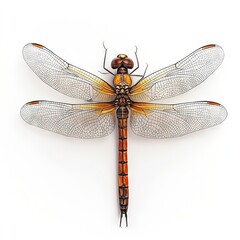 Photo of Wandering Glider isolated on white background