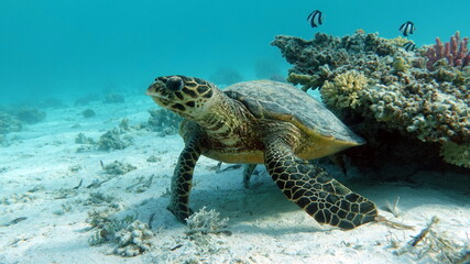 Fototapeta premium Hawksbill sea turtle (CR species) Hawksbill Turtle - Eretmochelys imbricata.