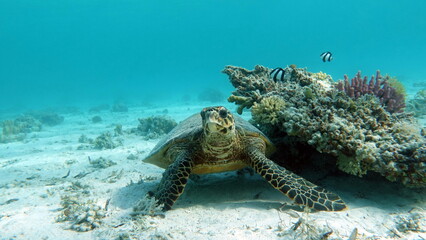 Hawksbill sea turtle (CR species) Hawksbill Turtle - Eretmochelys imbricata.