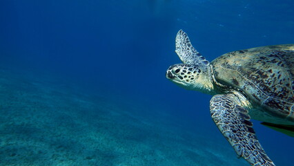 Big Green turtle , Green turtles are the largest of all sea turtles. A typical adult is 3 to 4 feet...