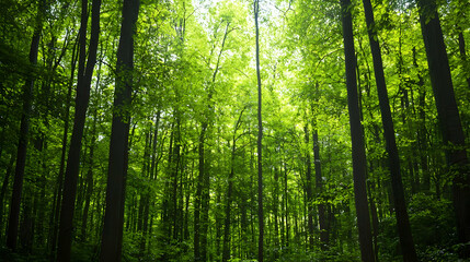 Fototapeta premium Dense Forest Canopy with Sunlight Filtering Through Lush Green Leaves