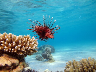 Lion Fish in the Red Sea in clear blue water hunting for food .

