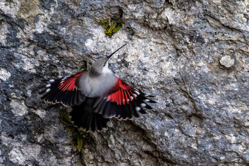 Mauerl&auml;ufer (Tichodroma muraria)