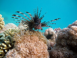 Lion Fish in the Red Sea in clear blue water hunting for food .
