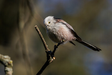 Schwanzmeise (Aegithalos caudatus)