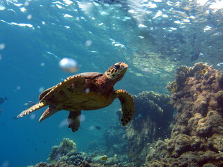 Hawksbill sea turtle (CR species) Hawksbill Turtle - Eretmochelys imbricata.
Sea turtles . Great Reef Turtle .Bissa.
