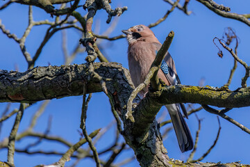 Eichelhäher (Garrulus glandarius)