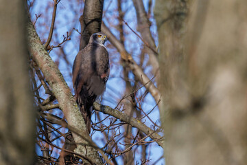 Habicht (Accipiter gentilis)