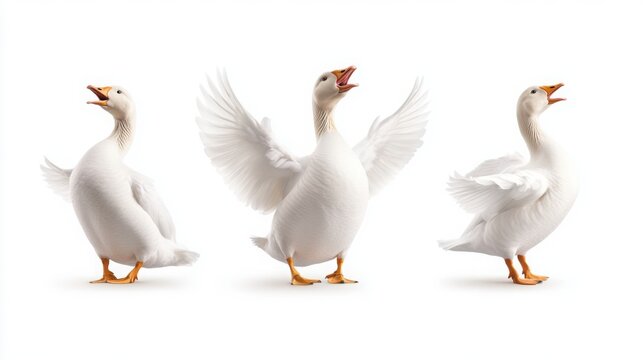 A white goose in three amusing poses on a white background: honking with its beak wide open