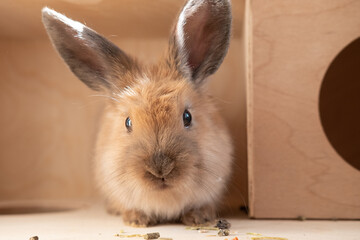 funny fluffy rabbit eats dry pelleted food. food for rodents