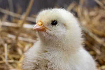 Adorable Fluffy Easter Chick Looking up at Camera