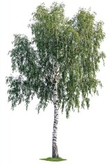 Fototapeta premium An isolated cutout of a summer green birch tree on a white background