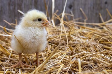 Spring Easter Chick Side View