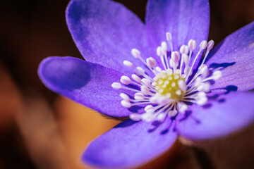 Macro shot of a vivid purple hepatica flower with white stamens and a yellow center, captured in...