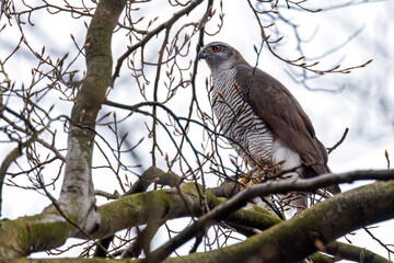 Habicht (Accipiter gentilis)