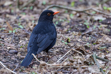 Amsel (Turdus merula) Männchen