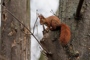 Eichhörnchen (Sciurus vulgaris)