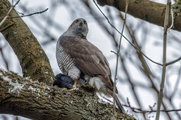 Habicht (Accipiter gentilis) mit Beute