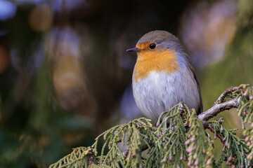 Rotkehlchen (Erithacus rubecula)