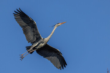 Graureiher (Ardea cinerea)