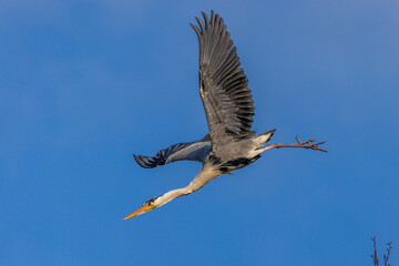 Graureiher (Ardea cinerea)