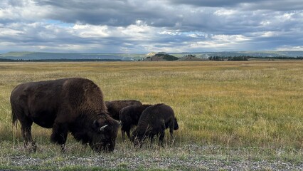 Bisons in Yellowstone